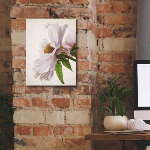 Image of 'Translucent Peony IV' by Debra Van Swearingen, Canvas Wall Art,12 x 16