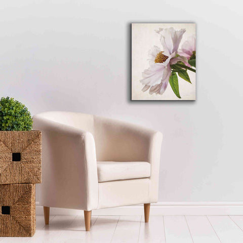 Image of 'Translucent Peony IV' by Debra Van Swearingen, Canvas Wall Art,20 x 24