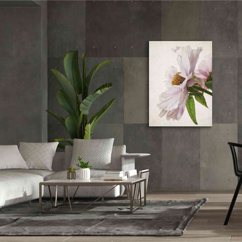 Image of 'Translucent Peony IV' by Debra Van Swearingen, Canvas Wall Art,40 x 54