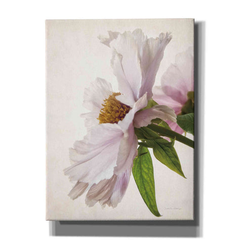 Image of 'Translucent Peony IV' by Debra Van Swearingen, Canvas Wall Art,12x16x1.1x0,20x24x1.1x0,26x30x1.74x0,40x54x1.74x0