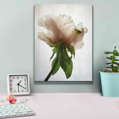 Image of 'Translucent Peony VII' by Debra Van Swearingen, Canvas Wall Art,12 x 16