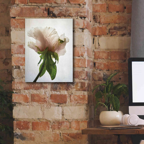 Image of 'Translucent Peony VII' by Debra Van Swearingen, Canvas Wall Art,12 x 16