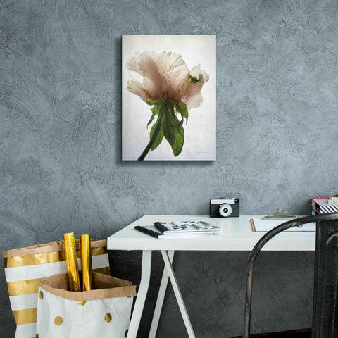 Image of 'Translucent Peony VII' by Debra Van Swearingen, Canvas Wall Art,12 x 16