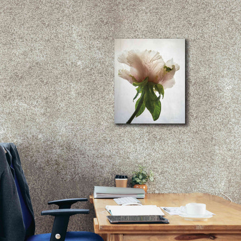 Image of 'Translucent Peony VII' by Debra Van Swearingen, Canvas Wall Art,20 x 24