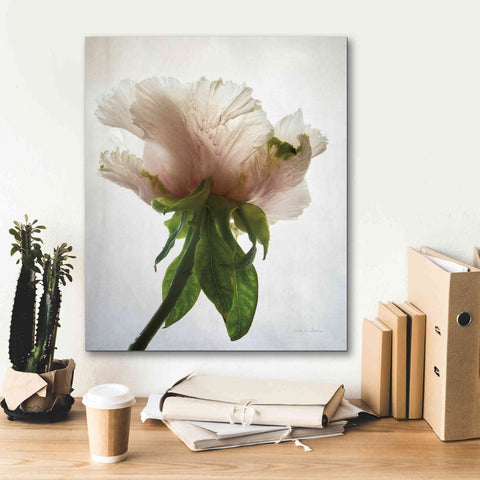 Image of 'Translucent Peony VII' by Debra Van Swearingen, Canvas Wall Art,20 x 24