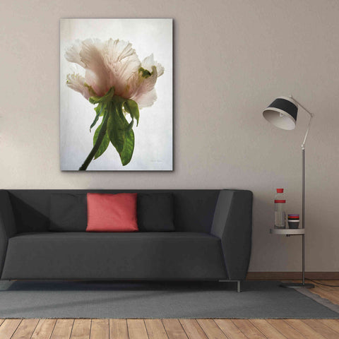 Image of 'Translucent Peony VII' by Debra Van Swearingen, Canvas Wall Art,40 x 54