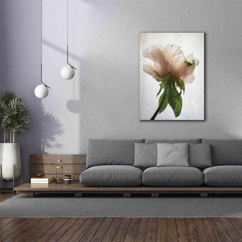 Image of 'Translucent Peony VII' by Debra Van Swearingen, Canvas Wall Art,40 x 54