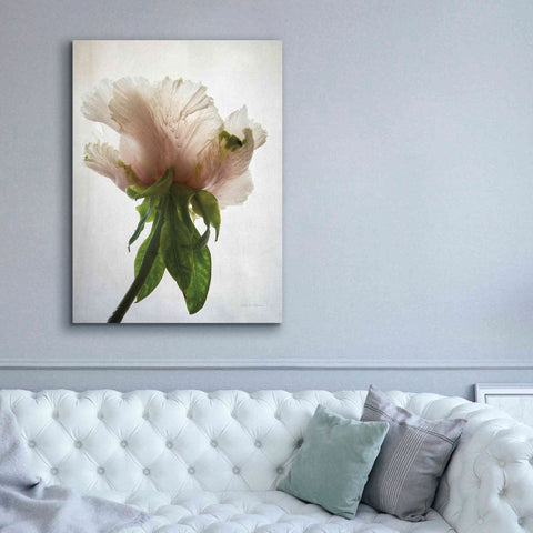 Image of 'Translucent Peony VII' by Debra Van Swearingen, Canvas Wall Art,40 x 54