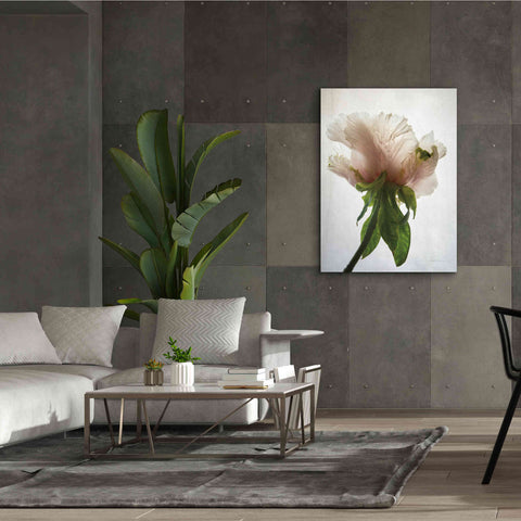 Image of 'Translucent Peony VII' by Debra Van Swearingen, Canvas Wall Art,40 x 54