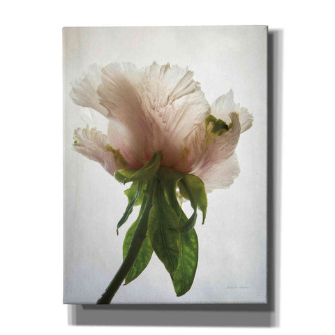 Image of 'Translucent Peony VII' by Debra Van Swearingen, Canvas Wall Art,12x16x1.1x0,20x24x1.1x0,26x30x1.74x0,40x54x1.74x0