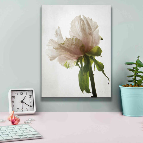 Image of 'Translucent Peony VIII' by Debra Van Swearingen, Canvas Wall Art,12 x 16