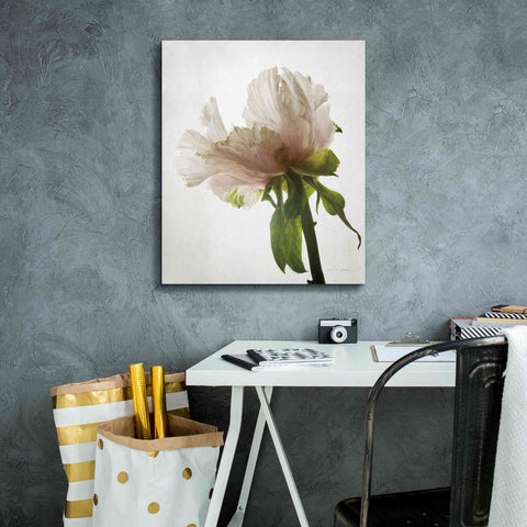 Image of 'Translucent Peony VIII' by Debra Van Swearingen, Canvas Wall Art,20 x 24