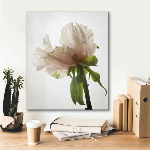 Image of 'Translucent Peony VIII' by Debra Van Swearingen, Canvas Wall Art,20 x 24