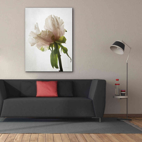 Image of 'Translucent Peony VIII' by Debra Van Swearingen, Canvas Wall Art,40 x 54