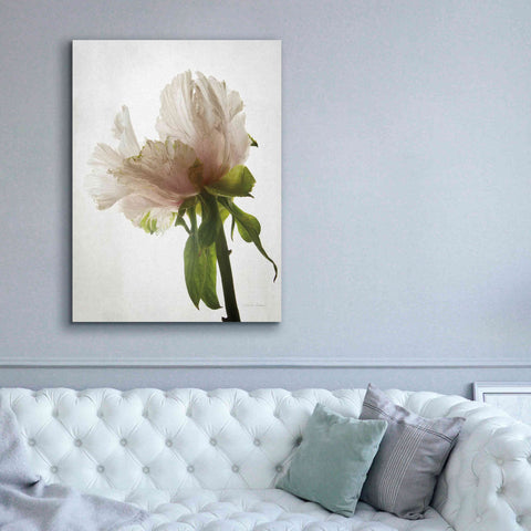 Image of 'Translucent Peony VIII' by Debra Van Swearingen, Canvas Wall Art,40 x 54