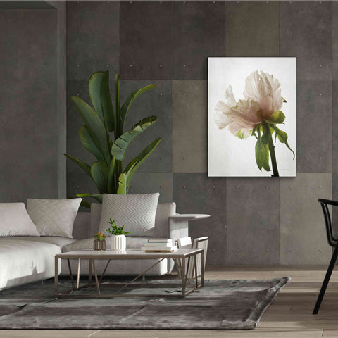 Image of 'Translucent Peony VIII' by Debra Van Swearingen, Canvas Wall Art,40 x 54