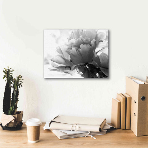 Image of 'Translucent Peony IBW' by Debra Van Swearingen, Canvas Wall Art,16 x 12