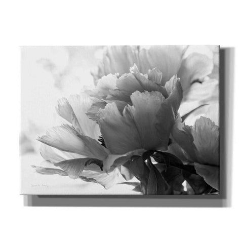 Image of 'Translucent Peony IBW' by Debra Van Swearingen, Canvas Wall Art,16x12x1.1x0,26x18x1.1x0,34x26x1.74x0,54x40x1.74x0