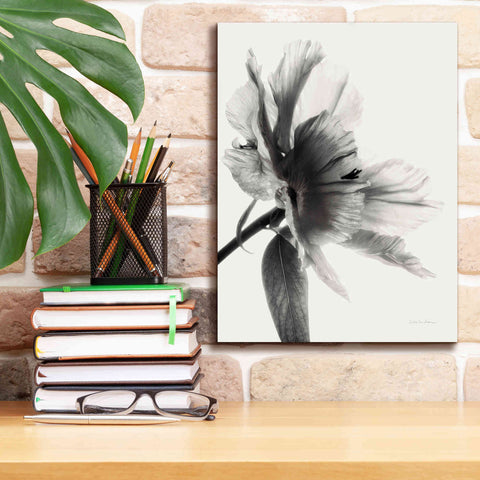 Image of 'Translucent Peony IIBW' by Debra Van Swearingen, Canvas Wall Art,12 x 16