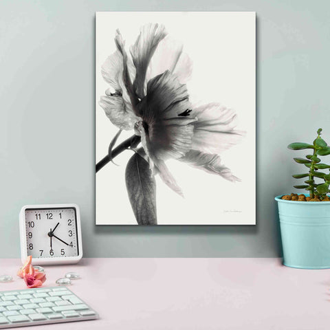 Image of 'Translucent Peony IIBW' by Debra Van Swearingen, Canvas Wall Art,12 x 16