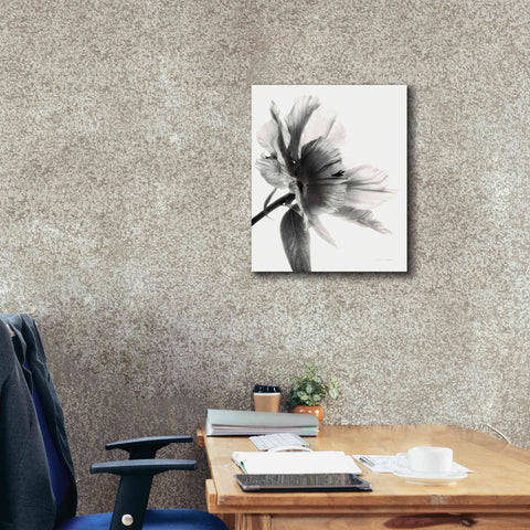 Image of 'Translucent Peony IIBW' by Debra Van Swearingen, Canvas Wall Art,20 x 24