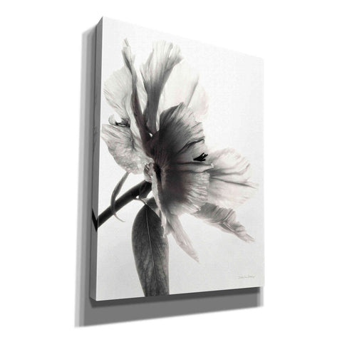 Image of 'Translucent Peony IIBW' by Debra Van Swearingen, Canvas Wall Art,12x16x1.1x0,20x24x1.1x0,26x30x1.74x0,40x54x1.74x0