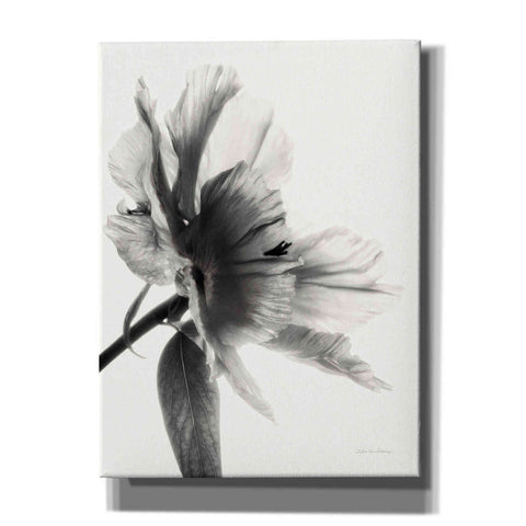 Image of 'Translucent Peony IIBW' by Debra Van Swearingen, Canvas Wall Art,12x16x1.1x0,20x24x1.1x0,26x30x1.74x0,40x54x1.74x0