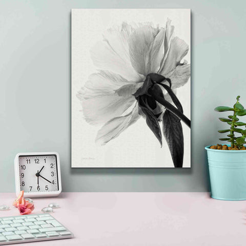 Image of 'Translucent Peony IIIBW' by Debra Van Swearingen, Canvas Wall Art,12 x 16