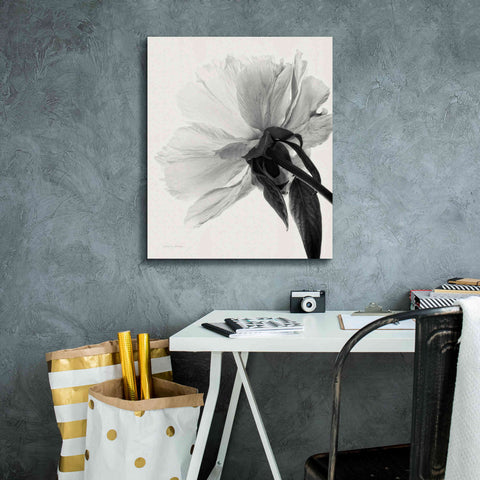 Image of 'Translucent Peony IIIBW' by Debra Van Swearingen, Canvas Wall Art,20 x 24