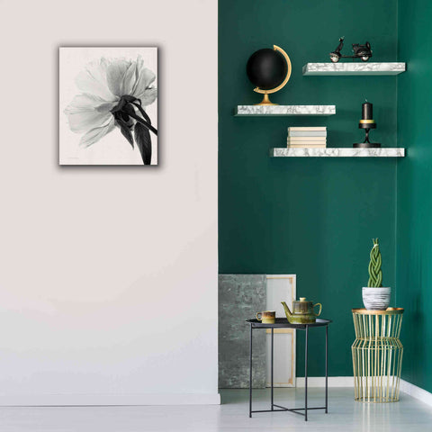 Image of 'Translucent Peony IIIBW' by Debra Van Swearingen, Canvas Wall Art,20 x 24