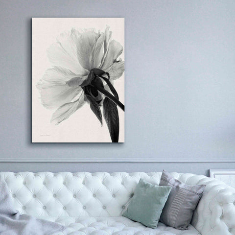 Image of 'Translucent Peony IIIBW' by Debra Van Swearingen, Canvas Wall Art,40 x 54