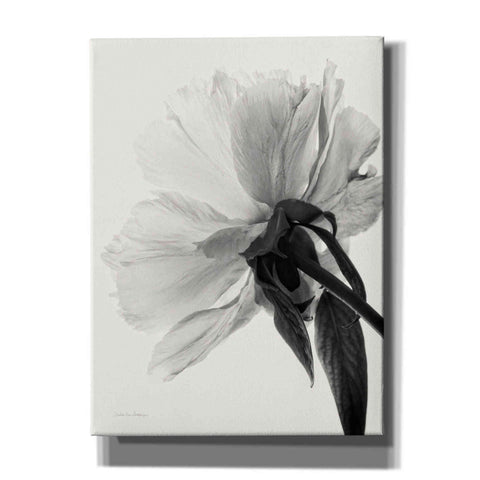 Image of 'Translucent Peony IIIBW' by Debra Van Swearingen, Canvas Wall Art,12x16x1.1x0,20x24x1.1x0,26x30x1.74x0,40x54x1.74x0