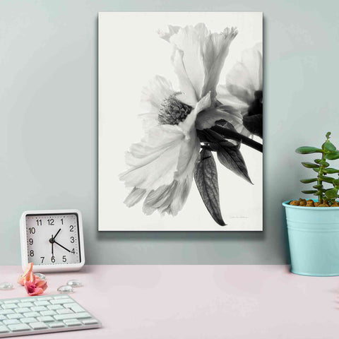 Image of 'Translucent Peony IVBW' by Debra Van Swearingen, Canvas Wall Art,12 x 16