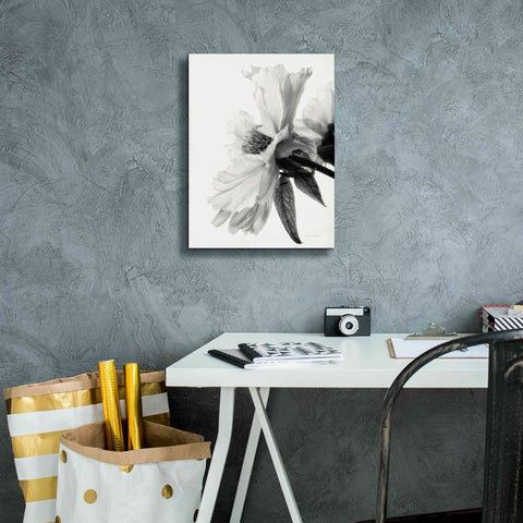 Image of 'Translucent Peony IVBW' by Debra Van Swearingen, Canvas Wall Art,12 x 16