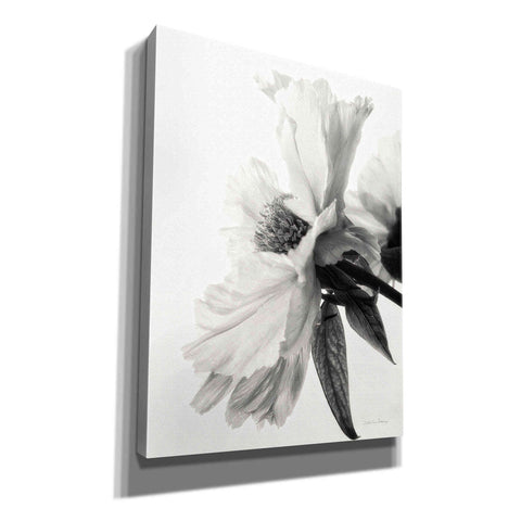 Image of 'Translucent Peony IVBW' by Debra Van Swearingen, Canvas Wall Art,12x16x1.1x0,20x24x1.1x0,26x30x1.74x0,40x54x1.74x0