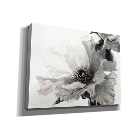 Image of 'Translucent Peony VBW' by Debra Van Swearingen, Canvas Wall Art,16x12x1.1x0,24x20x1.1x0,30x26x1.74x0,54x40x1.74x0