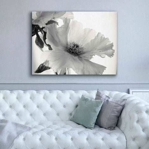 Image of 'Translucent Peony VIBW' by Debra Van Swearingen, Canvas Wall Art,54 x 40