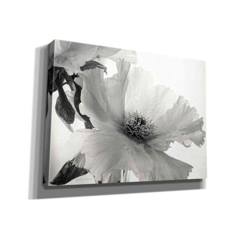 Image of 'Translucent Peony VIBW' by Debra Van Swearingen, Canvas Wall Art,16x12x1.1x0,26x18x1.1x0,34x26x1.74x0,54x40x1.74x0