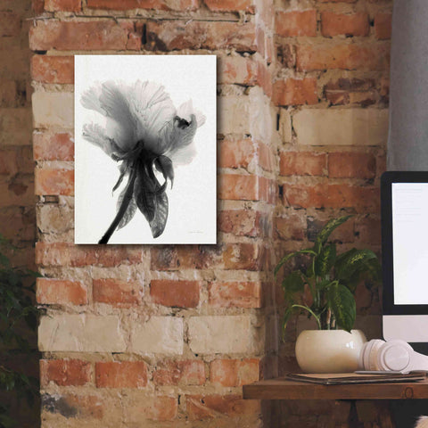 Image of 'Translucent Peony VIIBW' by Debra Van Swearingen, Canvas Wall Art,12 x 16