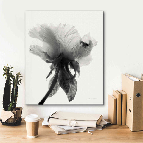 Image of 'Translucent Peony VIIBW' by Debra Van Swearingen, Canvas Wall Art,20 x 24