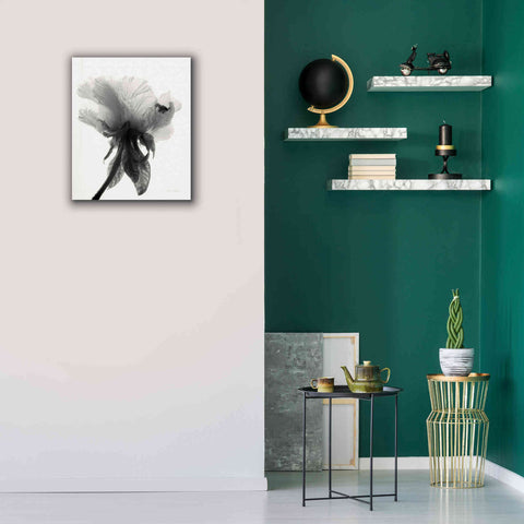 Image of 'Translucent Peony VIIBW' by Debra Van Swearingen, Canvas Wall Art,20 x 24