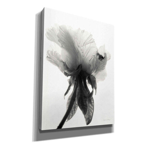 Image of 'Translucent Peony VIIBW' by Debra Van Swearingen, Canvas Wall Art,12x16x1.1x0,20x24x1.1x0,26x30x1.74x0,40x54x1.74x0