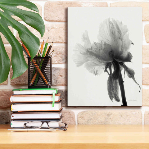Image of 'Translucent Peony VIIIBW' by Debra Van Swearingen, Canvas Wall Art,12 x 16