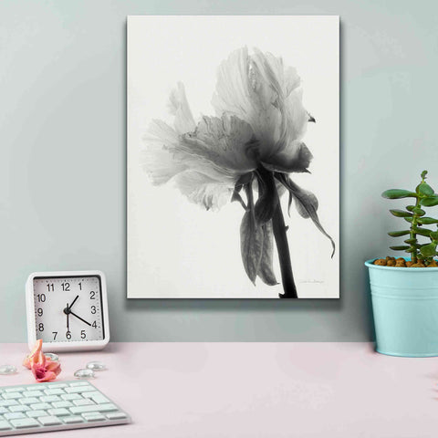 Image of 'Translucent Peony VIIIBW' by Debra Van Swearingen, Canvas Wall Art,12 x 16