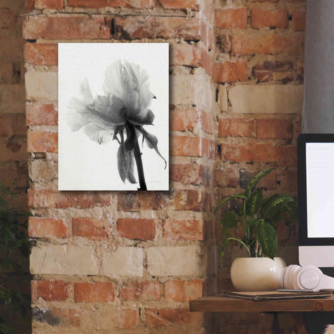 Image of 'Translucent Peony VIIIBW' by Debra Van Swearingen, Canvas Wall Art,12 x 16