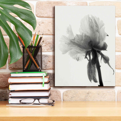 Image of 'Translucent Peony VIIIBW' by Debra Van Swearingen, Canvas Wall Art,12 x 16