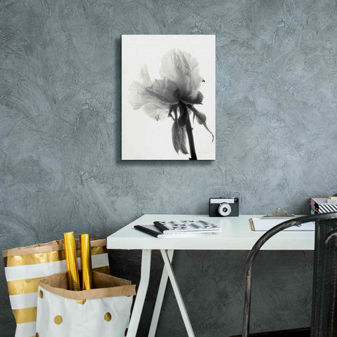 Image of 'Translucent Peony VIIIBW' by Debra Van Swearingen, Canvas Wall Art,12 x 16