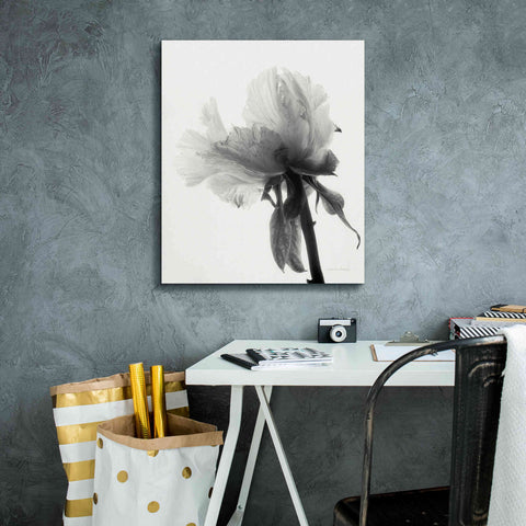 Image of 'Translucent Peony VIIIBW' by Debra Van Swearingen, Canvas Wall Art,20 x 24