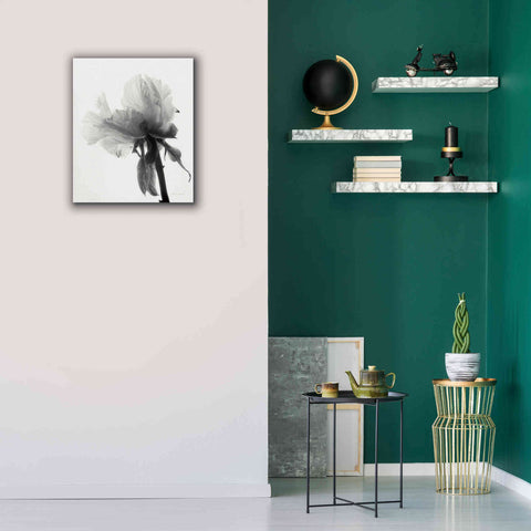 Image of 'Translucent Peony VIIIBW' by Debra Van Swearingen, Canvas Wall Art,20 x 24