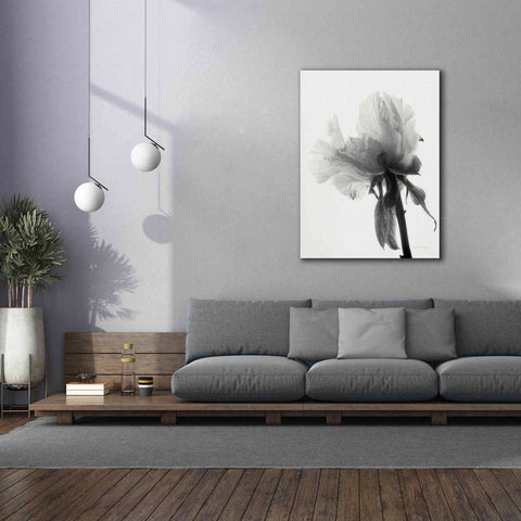 Image of 'Translucent Peony VIIIBW' by Debra Van Swearingen, Canvas Wall Art,40 x 54